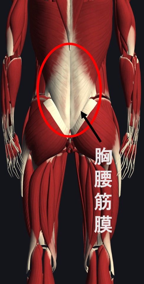 胸腰筋膜説明