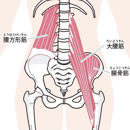 腸腰筋、腰方形筋の解剖