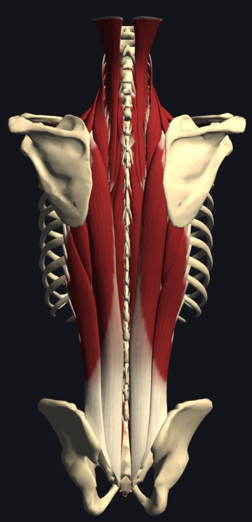 脊柱起立筋群の解剖