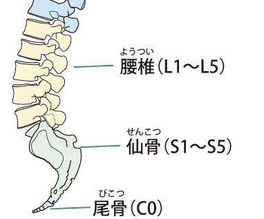 腰椎解剖