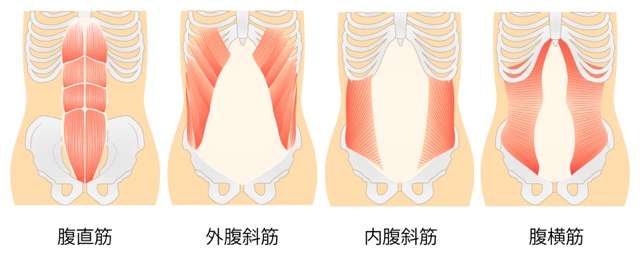 腹筋群の解剖