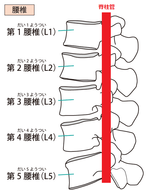 腰椎の解剖